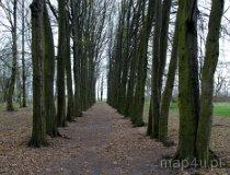 Wielopole. Park podworski. Aleja grabowa (fot. Piotr Solle)