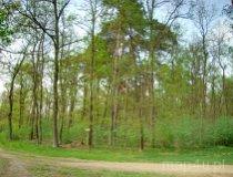 Nowe Ostrowy. Leśno-florystyczny rezerwat przyrody "Perna" (fot. Marek Krym)