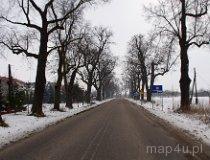 Nieborów. Aleja przy drodze Nieborów-Piaski (fot. Piotr Solle)