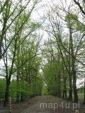 Huta Dłutowska. Park dworski, przy dawnym domu dziecka (fot. Tomasz Szwagrzak)