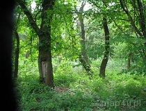 Huta Dłutowska. Park leśny (fot. Tomasz Szwagrzak)