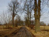 Dobrenice. Park dworski, pocz. XIX w. Aleja (fot. Piotr Solle)