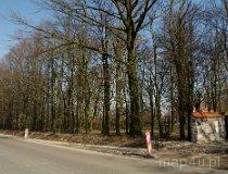 Kiełczówka. Park podworski, poł. XIX w,  pozostałość zespołu dworsko-parkowego (fot. Piotr Solle)