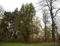 Starce. Park dworski, XIX w. (fot. Katarzyna Gębicka)