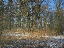 Stojanów. Zespół dworsko-parkowy, XVIII, XIX w. Park dworski (fot. Marek Krym)