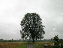 Wójcin. Wiąz "Mikołaj". (fot. Katarzyna Gebicka)