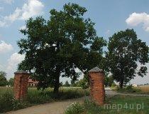 Sokolniki. Park dworski, 1755, droga do dworu (fot. Piotr Wojtaszek)