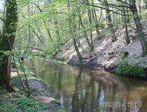 Rezerwat przyrody Grądy nad Moszczenicą (fot. Łukasz Wandachowicz)