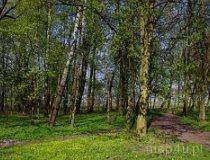 Walichnowy. Zesp&oacute;ł pałacowo-parkowy. Park (fot. Piotr Solle)