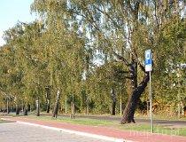 Częstochowa. Aleja Brzozowa. Parking (fot. Ewelina Ignaszak-Stolarska)