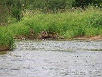 Rzeka Pilica (fot. Daria Konieczna)
