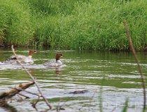 Rzeka Pilica (fot. Daria Konieczna)