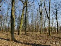 Drzazgowa Wola. Park podworski (fot. Piotr Solle)