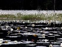 Rezerwat przyrody Brzozowe Bagno (fot. Sabina Piłat)