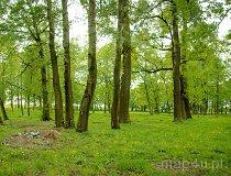 Zbylczyce. Zespół dworsko-parkowy. Park (fot. Marek Krym)
