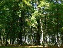 Łask. Park dworski obecnie miejski. (fot. Łukasz Konieczny)