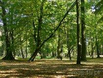 Łask. Park dworski obecnie miejski. (fot. Łukasz Konieczny)