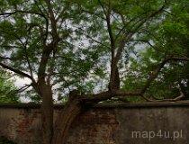 Przecznia. Park podworski (fot. Piotr Solle)