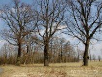 Stawowiczki. Dawny zesp&oacute;ł dworsko-parkowy. Park dworski (fot. Piotr Solle)