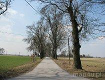 Stawowiczki. Dawny zesp&oacute;ł dworsko-parkowy. Park dworski. Aleje prowadzące do parku (fot. Tomasz Szwagrzak)
