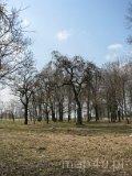 Stawowiczki. Dawny zesp&oacute;ł dworsko-parkowy. Park dworski (fot. Tomasz Szwagrzak)