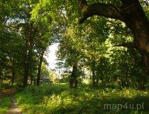 Piaszczyce. Park podworski (fot. Piotr Solle)