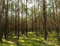 Las na trasie szlaku rowerowym EWI 7, między Bobrownikami a Załęczem Wielkim (fot. Marta Pabich-Makoska)