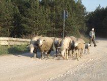 Bobrowniki. Wypas owiec. (fot. Marta Pabich)