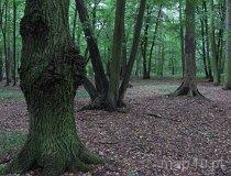 Leśny rezerwat przyrody Lasek Kurowski (fot. Maciej Kronenberg)