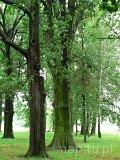 Ożarów. Park dworski
