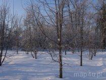 Zaręb&oacute;w. Zesp&oacute;ł dworsko-parkowy. Park dworski, XIX-XX w. (fot. Piotr Solle)