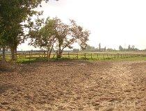 Jeżów. Stadnina koni w Jeżowie. (fot. Leszek Łuchniak)