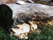 Ośrodek Wypoczynkowy Cesarka (fot. Łukasz Wandachowicz)