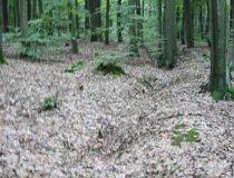 Rezerwat Parowy Janinowskie (fot. Łukasz Wandachowicz)