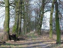 Charłupia Wielka. Zesp&oacute;ł dworski, 1 poł. XIX w. Aleja dojazdowa (fot. Piotr Solle)