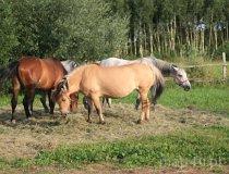 Sieradz. Stajnia „Mila”. (fot. Leszek Łuchniak)