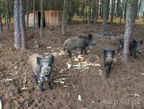 Świerczów. Koło łowieckie „Borsuk” (fot. Daria Konieczna)