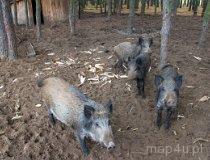 Świerczów. Koło łowieckie „Borsuk” (fot. Daria Konieczna)