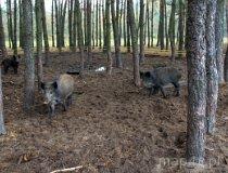 Świerczów. Koło łowieckie „Borsuk” (fot. Daria Konieczna)