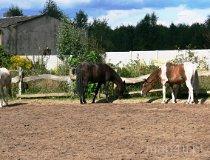 Ł&oacute;dź. Stajnia "Orkisz" , ul. Tomaszowska 147a, widok na ośrodek i konie (fot. Łukasz Konieczny)