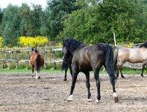 Ł&oacute;dź. Stajnia "Orkisz" , ul. Tomaszowska 147a, widok na ośrodek i konie (fot. Łukasz Konieczny)