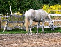 Ł&oacute;dź. Stajnia "Orkisz" , ul. Tomaszowska 147a, widok na ośrodek i konie (fot. Łukasz Konieczny)