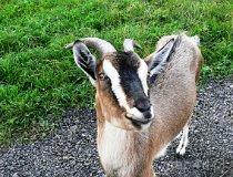 Ł&oacute;dź. Stajnia "Orkisz" , ul. Tomaszowska 147a, widok na ośrodek i konie (fot. Łukasz Konieczny)