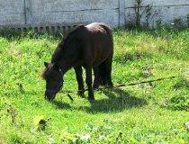 Ł&oacute;dź. Stajnia "Orkisz" , ul. Tomaszowska 147a, widok na ośrodek i konie (fot. Łukasz Konieczny)