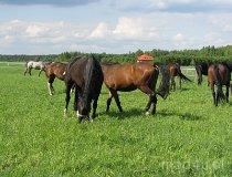 Kolonia Ldzań. Gospodarstwo agroturystyczne – Tomasz Jurek, Kolonia Ldzań 16 (fot. Tomasz Szwagrzak)