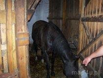 Paskrzyn Plac&oacute;wka. Widok na konia wyprowadzanego ze stajni. (fot. Daiusz Pawlak)