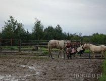 Budy Grabskie.Ośrodek jazdy konnej "Tarant". Plac ćwiczeniowy. (fot. Dominika Pusta)