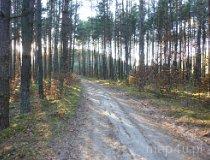 Trasa szlaku konnego w Przedborskim Parku Krajobrazowym (fot. Renata Leśniak-Kordzińska)