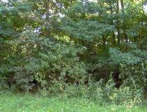 Pełczyska. Grodzisko (stanowisko nr 1), będące pozostałością prawdopodobnie po dworze na kopcu (fot. Tomasz Szwagrzak)