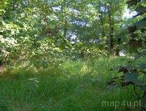 Pełczyska. Grodzisko (stanowisko nr 1), będące pozostałością prawdopodobnie po dworze na kopcu (fot. Tomasz Szwagrzak)